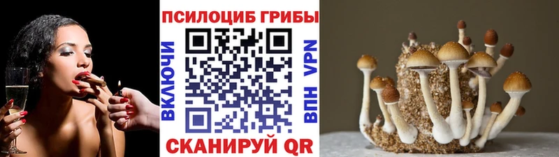 darknet какой сайт  Щучье  Галлюциногенные грибы мицелий  наркота 